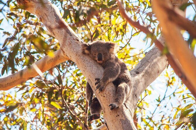 Stradbroke Island Eco Day Trip from Brisbane  Wildlife & Beaches - The Sum Up