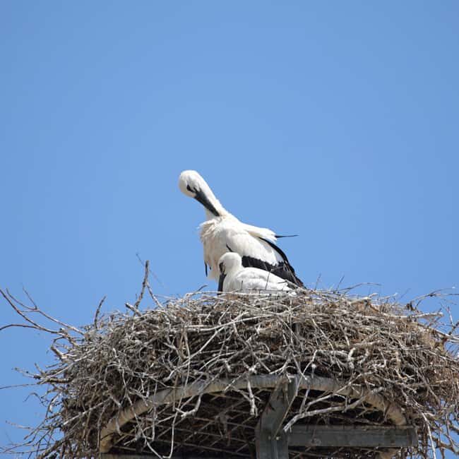 Strasbourg: Culinary Tour - The Sum Up