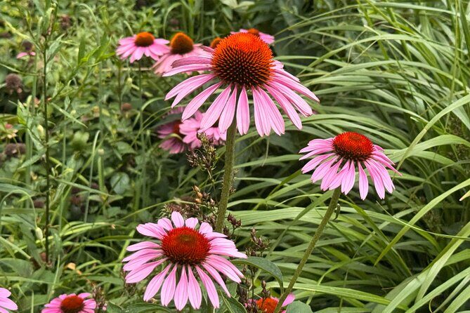 Street Art: Power Politics & Place - FAQs