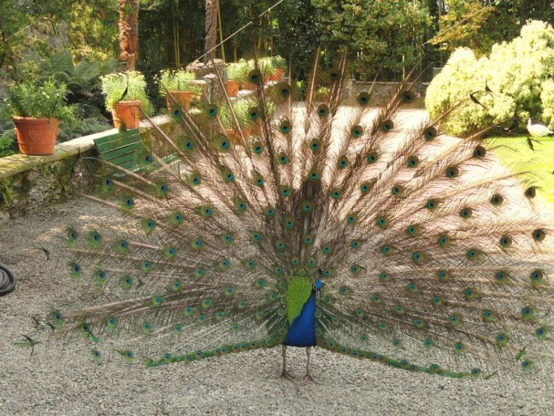 Stresa: Madre & Bella Borromean Islands Boat Trip - Final Thoughts: Is this trip right for you?