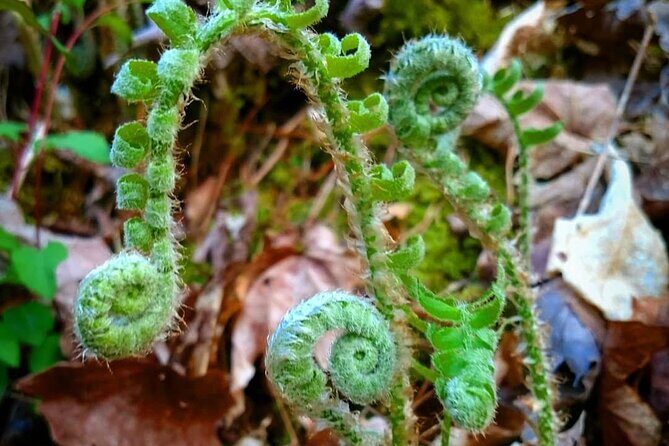 Stroll Back in Time Smokies History Streams and Forest Hike - Key Points