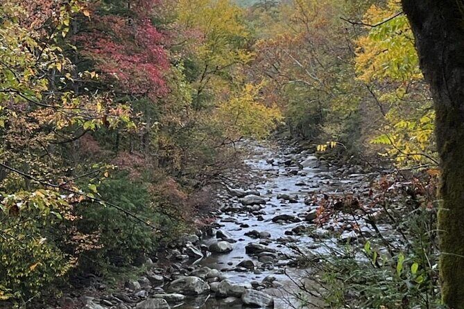 Stroll Back in Time Smokies History Streams and Forest Hike - Deep Dive into the Experience