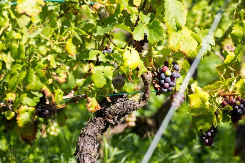 Stuttgart: Guided Vineyards Tour - Pricing and Value Analysis