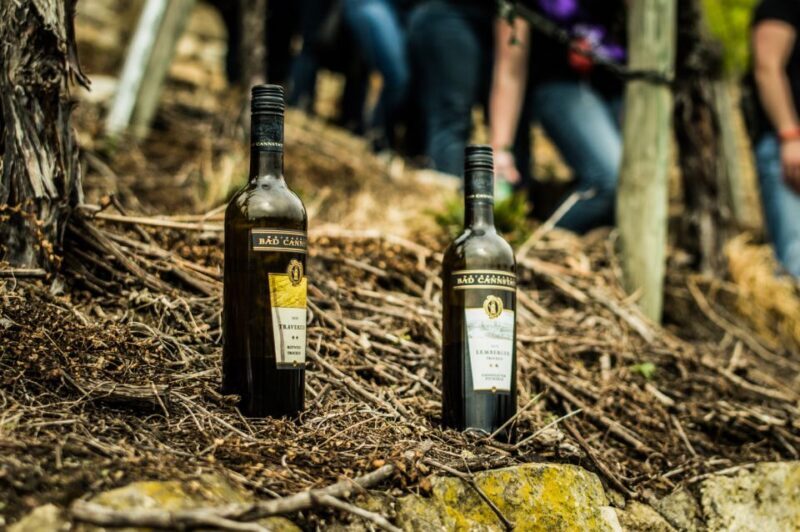 Stuttgart: Vineyard Tour by Covered Wagon - Key Points