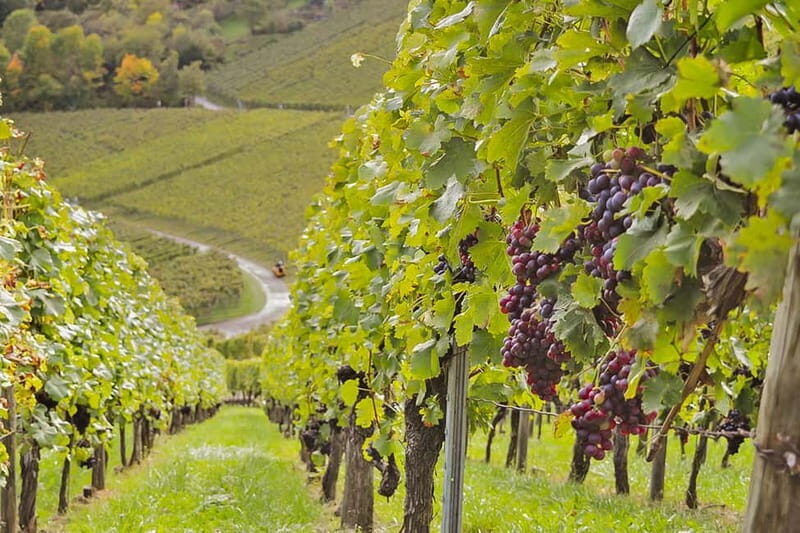 Stuttgart: Wine hike with wine tasting - What The Reviews Say