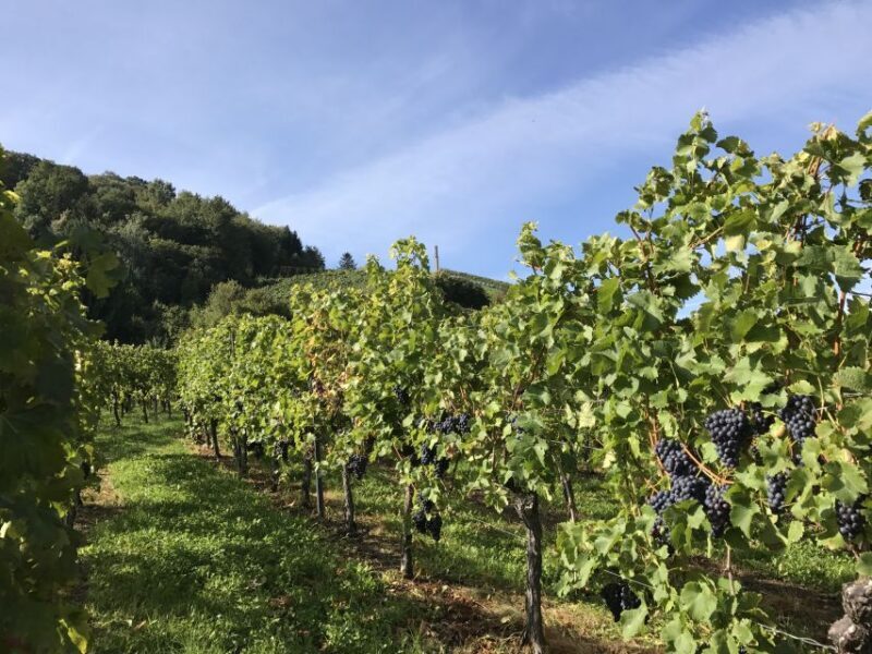 Stuttgart: Wine Tour with wines of the best winemakers - FAQ