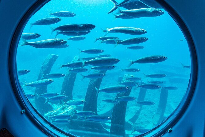 SUBMARINE ADVENTURE - Submarine Excursion in Puerto de Mogán - The Sights You Might See