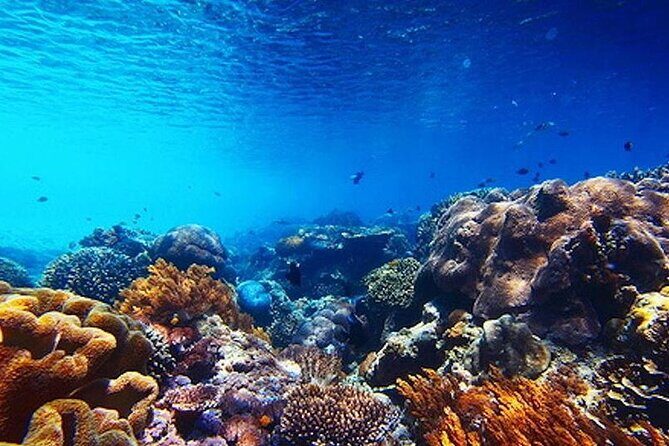 Subsea Subsee - What Is the Subsee Subsee Experience Really Like?