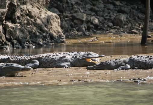 Sumidero Canyon & Chiapa de Corzo from San Cristobal - Exploring the Sumidero Canyon & Chiapa de Corzo from San Cristobal: An Honest Look