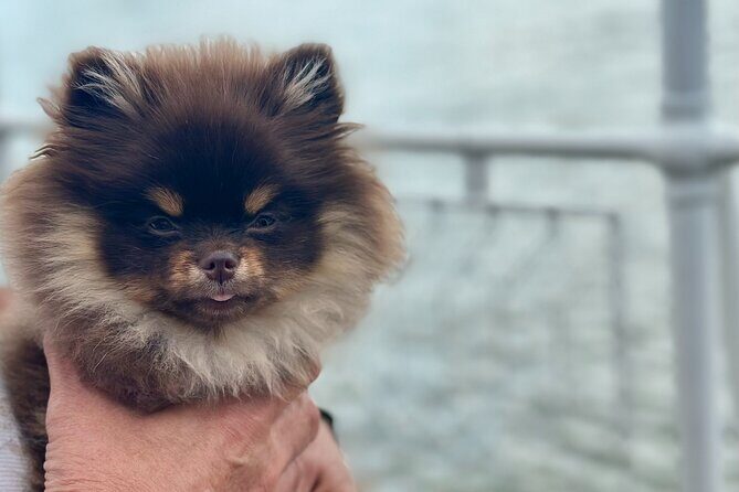 Summer Danube Brunch Cruise in Budapest - Frequently Asked Questions