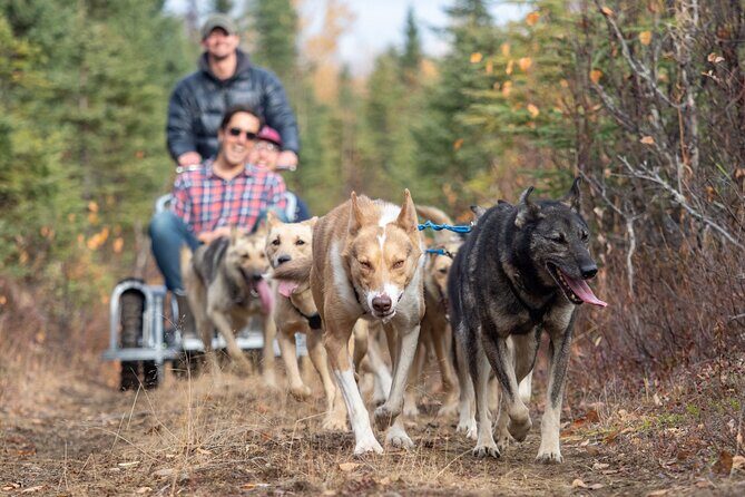 Summer Dog Sledding Adventure in Willow, Alaska - The Value of This Tour