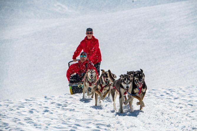 Summer Glacier Dogsledding Tour from Girdwood - Practical Details & Tips