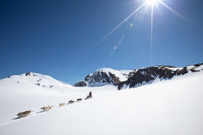 Summer Glacier Dogsledding Tour from Girdwood - The Sum Up