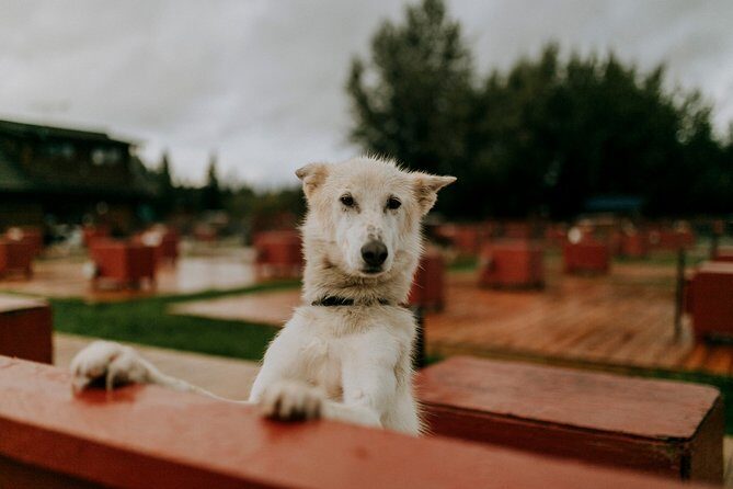Summer Kennel Visit at Historic Trail Breaker Kennel - FAQ