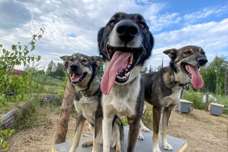 Summer Sled Dog Kennel Tour - Value for Money