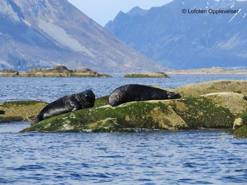 Summer Snorkeling with Grey Seals - The Experience in Detail