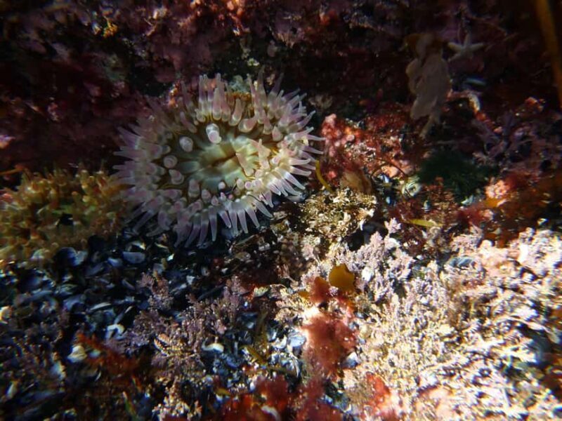 Summer Snorkeling with Grey Seals - Who is This Tour Best For?