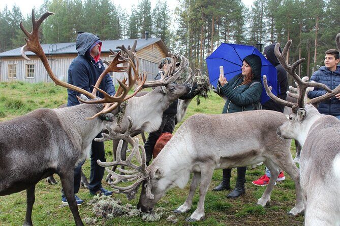 Summer Traditional Reindeer Farm Tour in Rovaniemi - What You Can Expect from the Tour