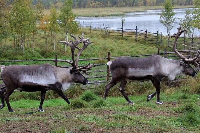 Summer Traditional Reindeer Farm Tour in Rovaniemi - FAQ