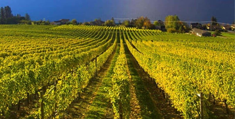 Summerland: Full-Day Wine Tour with Tastings - Transportation & Price: Is It Good Value?