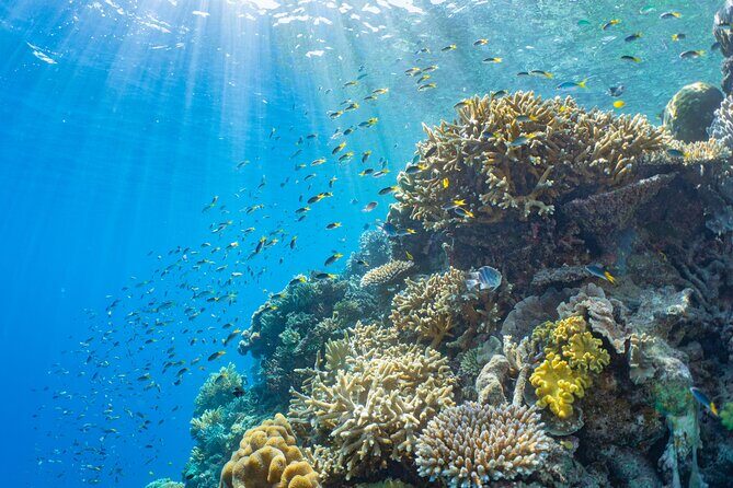 Sunlover Reef Cruises Cairns Great Barrier Reef Experience - What Do Travelers Think?