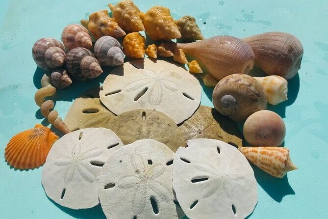 Sunrise and Shine Shelling Tour - The Sum Up