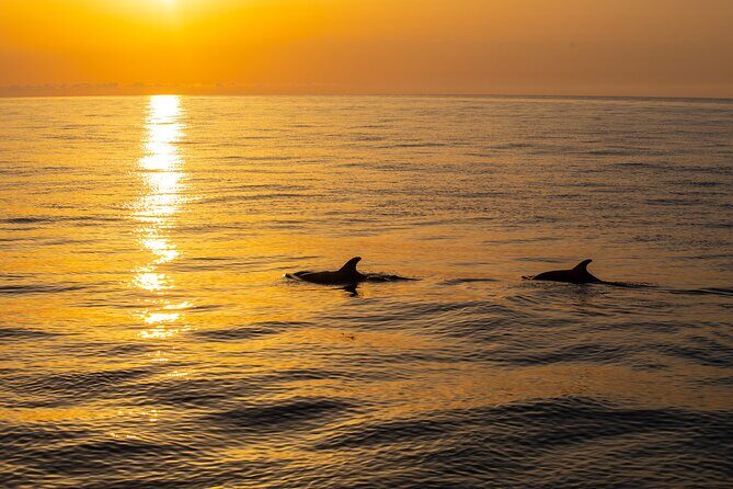 Sunrise Boat Trip in Mallorca with Dolphin-Watching - Who Will Love This Tour?