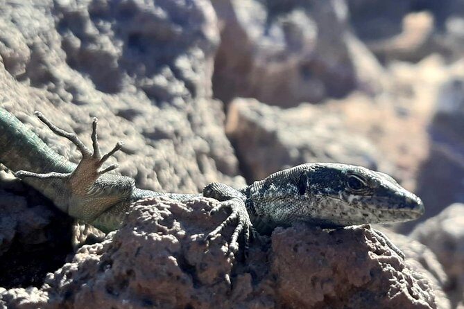 SUNRISE guided HIKE in Ponta de São Lourenço Natural reserve PR8 - FAQ