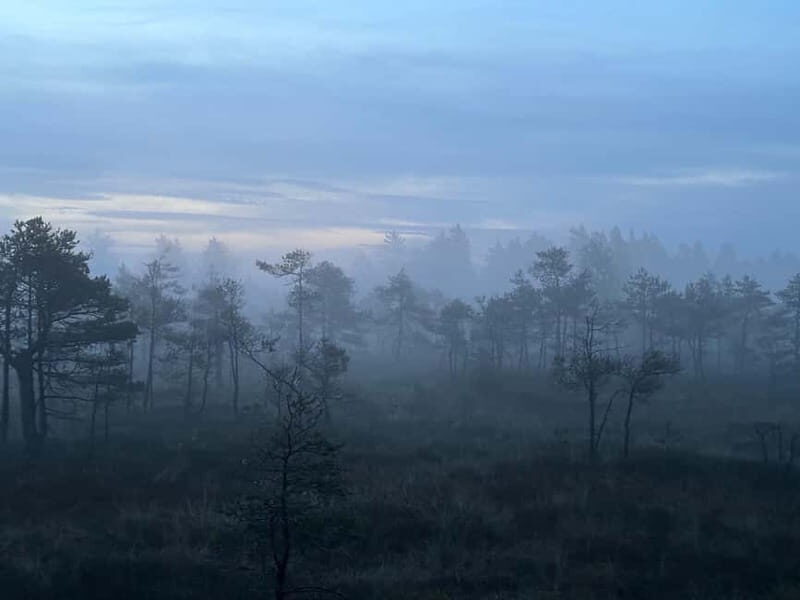 Sunrise Tour To Great Kemeri Bog - The Experience in Detail