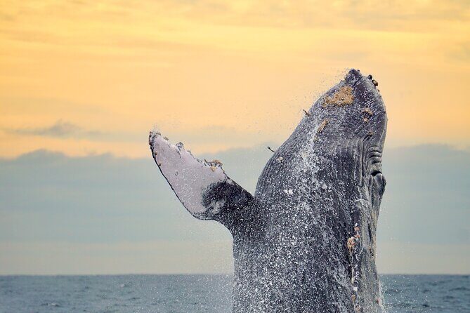 Sunrise Whale Watching boat tour with marine biologist - An In-Depth Look at the Sunrise Whale Watching Tour