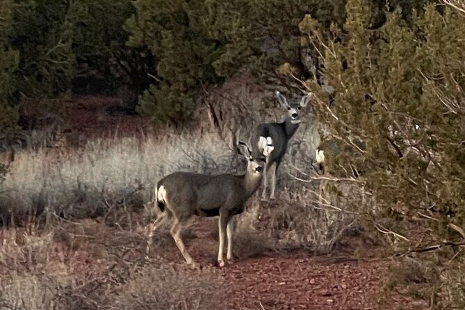 Sunrise Wildlife Safari Tour by Jeep from Sedona - An Honest Look at the Safari Experience