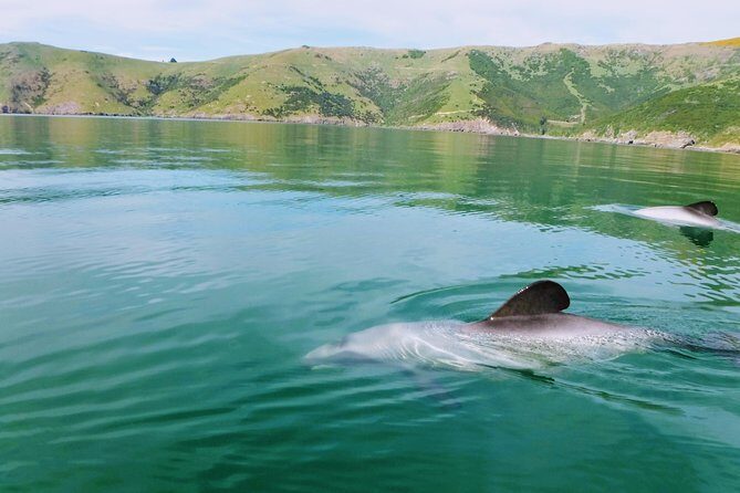 Sunrise wildlife sea kayaking in Akaroa marine reserve - Discovering Akaroa’s Marine Beauty on Kayaks