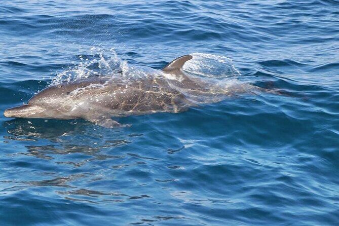 Sunrise with stars and Dolphin sighting in Puerto Escondido! - What Do We Think?