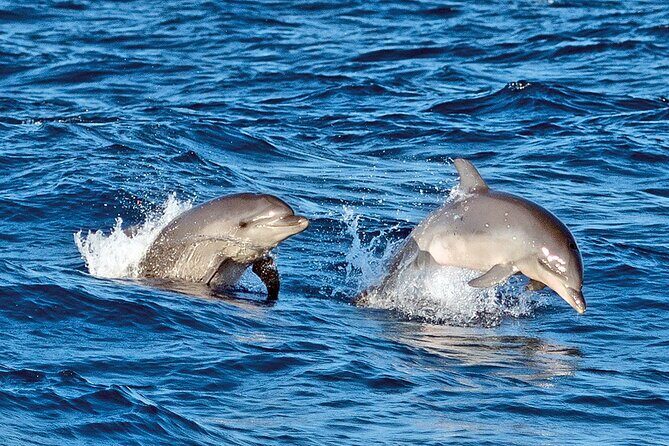 Sunrise with stars and Dolphin sighting in Puerto Escondido! - Final Thoughts