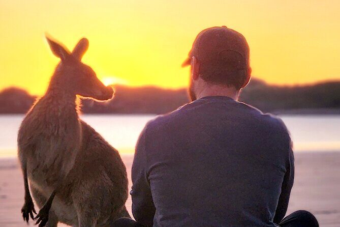Sunrise with the kangaroos and wallabies - An In-Depth Look at the Tour Experience