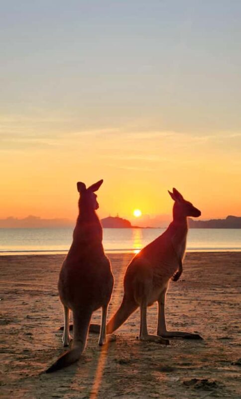 Sunrise with the Kangaroos & Wallabies - Airlie Beach - The Experience: What You Can Expect