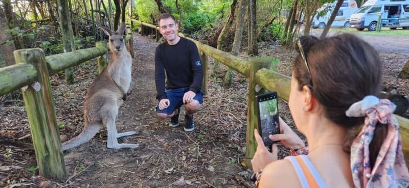 Sunrise with the Kangaroos & Wallabies - Airlie Beach - The Real Draws: Why People Love It