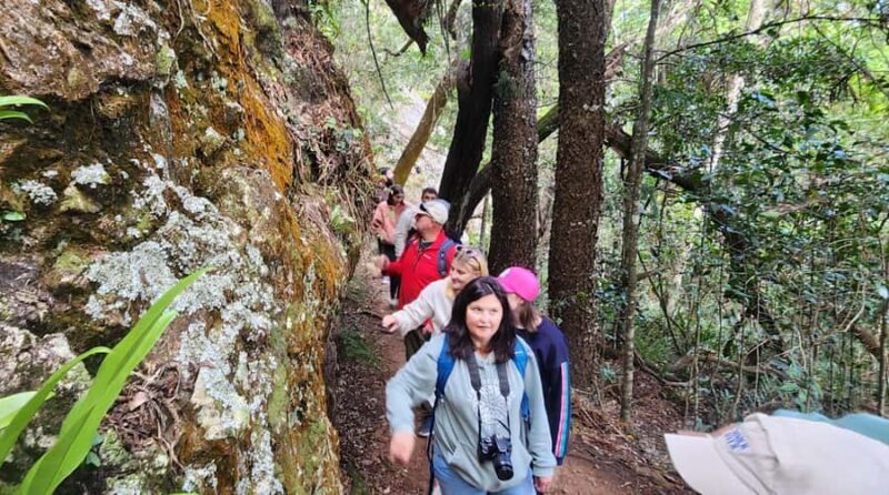 Sunrise with the Kangaroos & Wallabies - Airlie Beach - Practical Tips for Booking