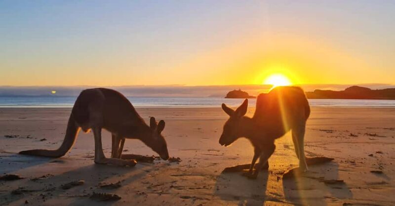 Sunrise with the Kangaroos & Wallabies - Airlie Beach - FAQ