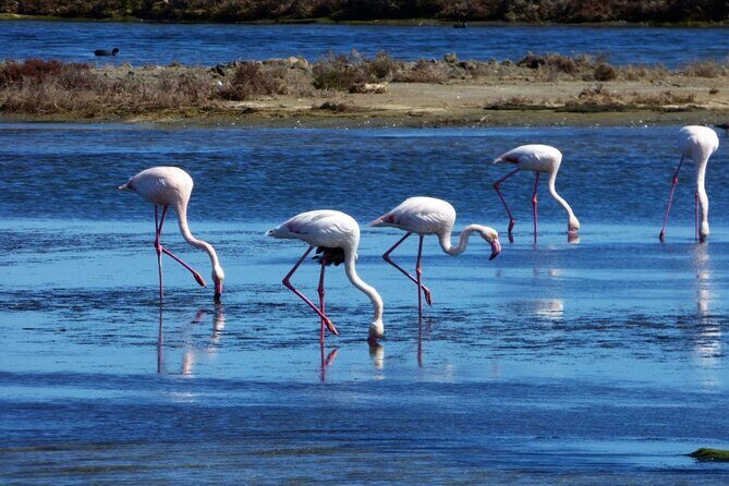 Sunset among flamingos in the Ebro Delta - Key Points