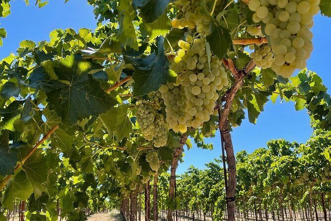 Sunset among Vineyards with Tasting in Alicante (min 6-12 people) - FAQ