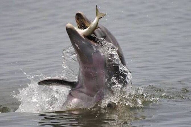 Sunset Bioluminescence Tour - FAQ