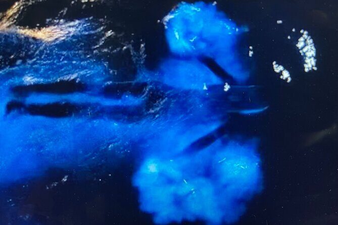 Sunset Bioluminescent Comb Jelly & Dolphin Tour - Practical Details You Should Know
