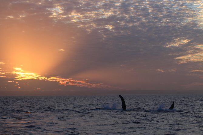 Sunset Cruise Wildlife Watching - Setting the Scene: What You Can Expect