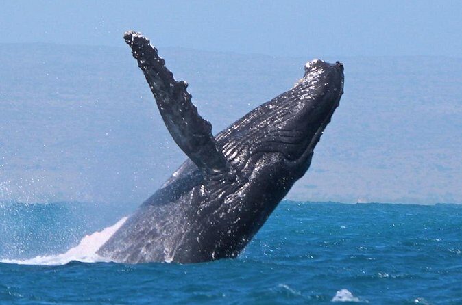 Sunset Cruise Wildlife Watching - The Experience on the Water