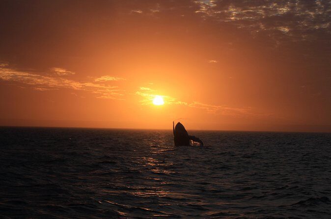 Sunset Cruise Wildlife Watching - Final Thoughts