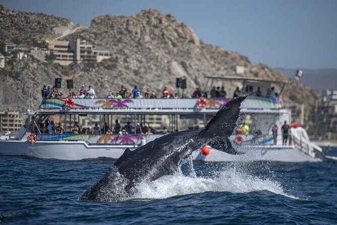 Sunset Cruise with Dinner and Open Bar - Real Traveler Insights and Value