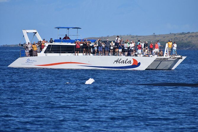 Sunset Cruise with the Whales from Anaeho'omalu Bay - The Real Value of This Tour