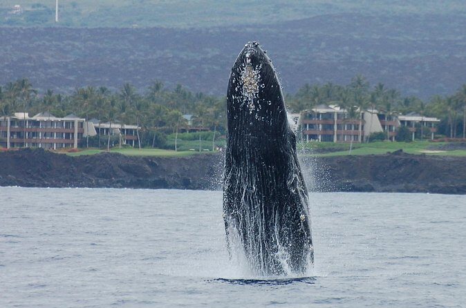 Sunset Cruise with the Whales from Anaeho'omalu Bay - Final Thoughts