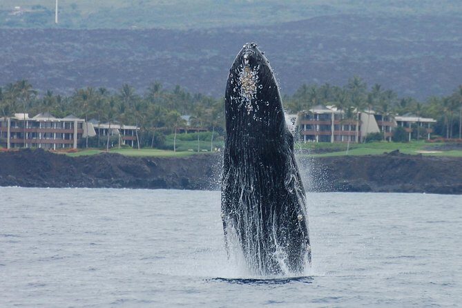 Sunset Cruise with the Whales from Kawaihae Harbor - Final Thoughts: Is It Worth It?